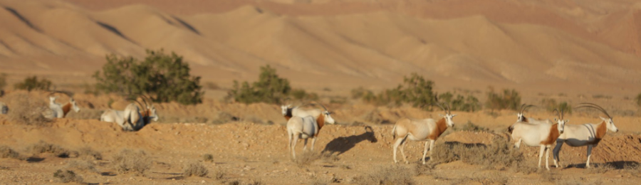 دغومس